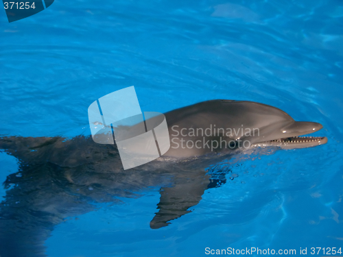 Image of Bottle Nosed Dolphin