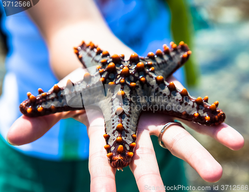 Image of Holding a starfish