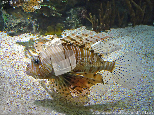 Image of Lion Fish