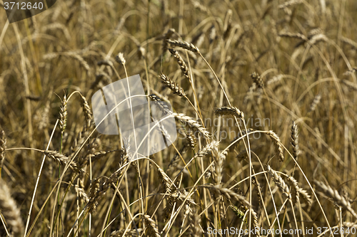 Image of Yellow grain ready for harvest growing in a farm field