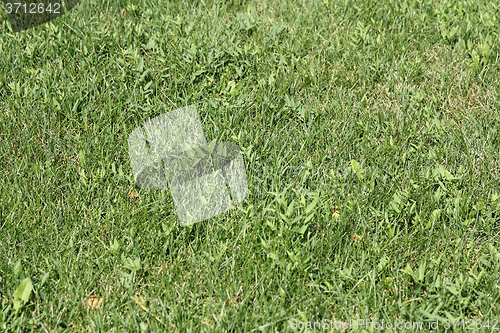 Image of Green wheat on a grain field grass texture background