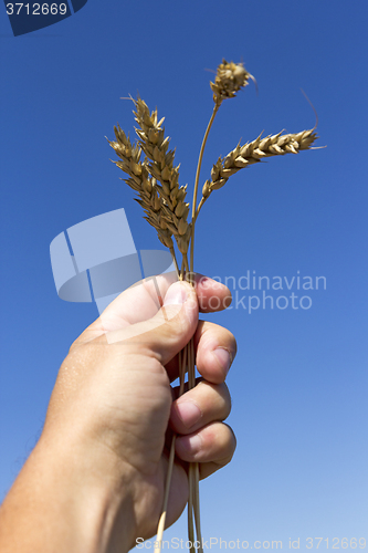 Image of hand holding ears of wheat against blue sky