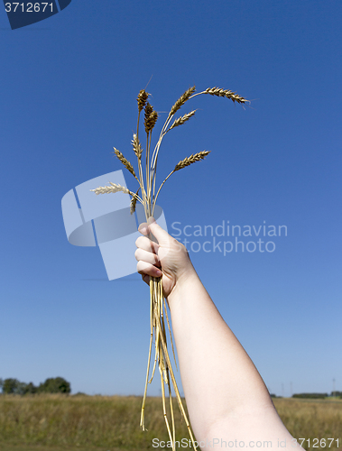 Image of hand holding ears of wheat against blue sky