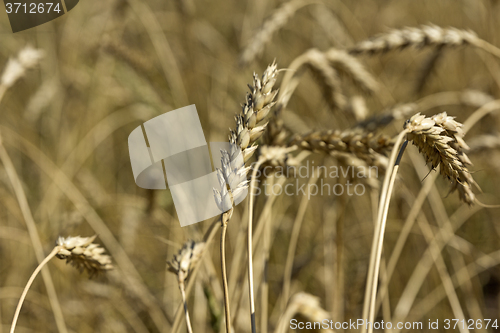 Image of Yellow grain ready for harvest growing in a farm field