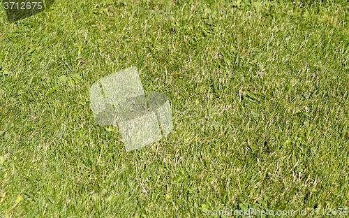 Image of Green wheat on a grain field grass texture background