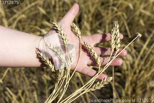 Image of hand holding ears of wheat 