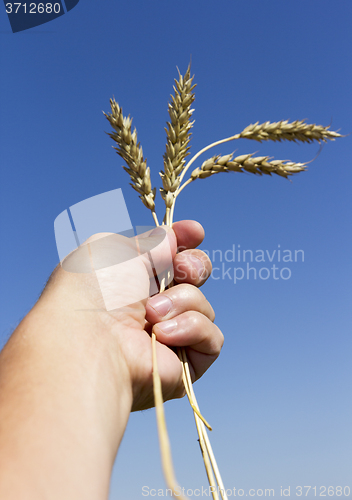 Image of hand holding ears of wheat against blue sky