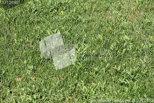 Image of Green wheat on a grain field grass texture background