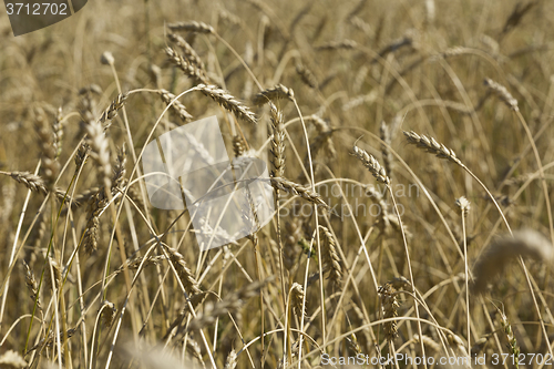 Image of Yellow grain ready for harvest growing in a farm field