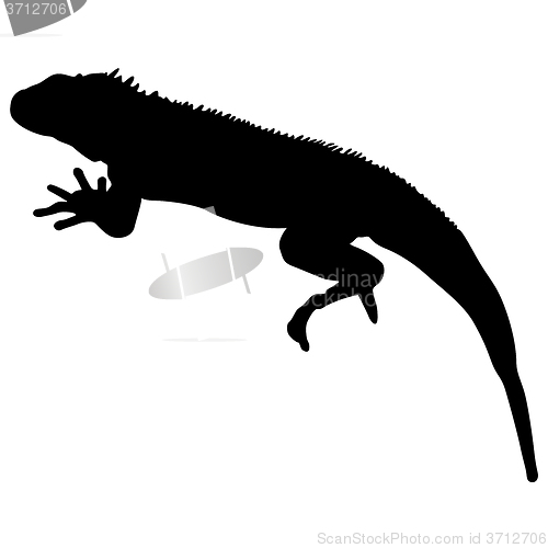 Image of Lizard is goanna silhouette on a white background. illustration