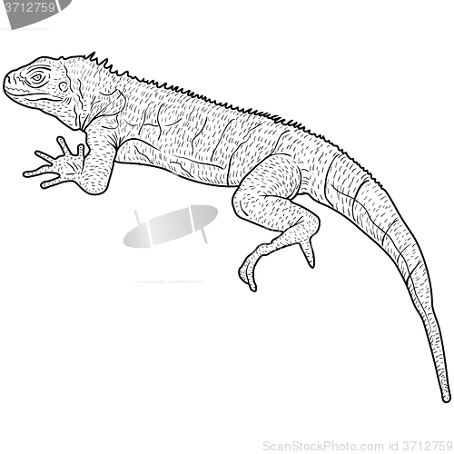 Image of Lizard is goanna silhouette on a white background. illustration