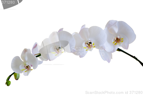 Image of White orchid


