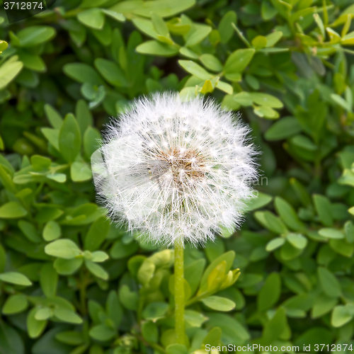 Image of Dandelion on a background of green leaves.