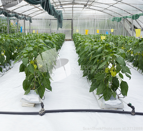 Image of Pepper Plant Greenhouse