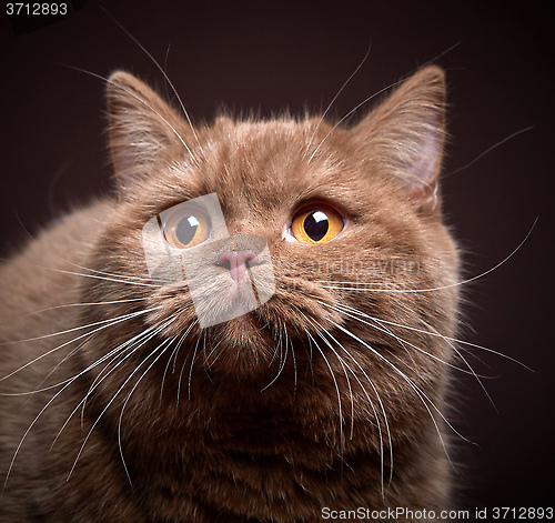 Image of Portrait of british short hair cat