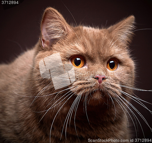 Image of Portrait of british short hair cat