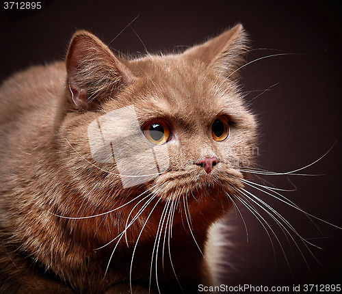 Image of Portrait of british short hair cat