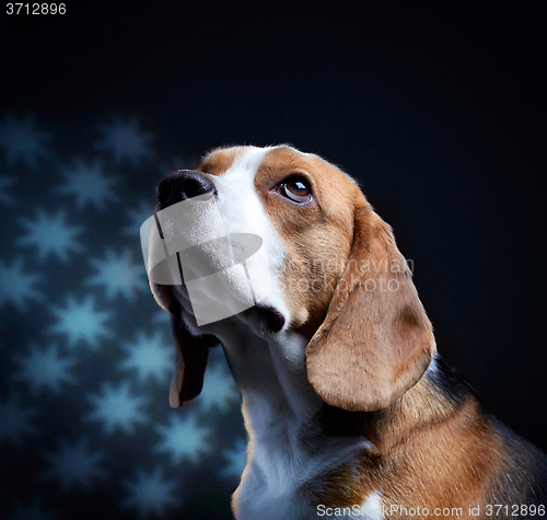 Image of Portrait of young beagle dog