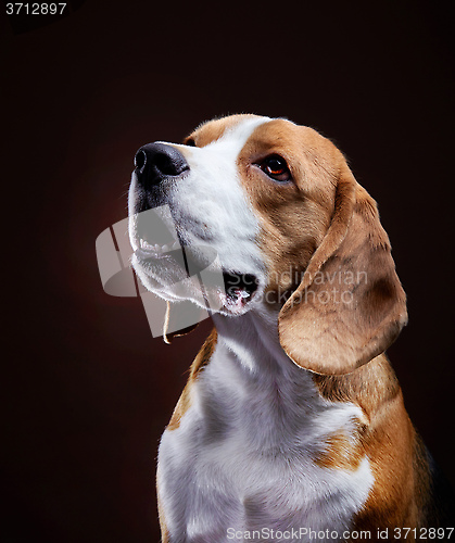 Image of Portrait of young beagle dog