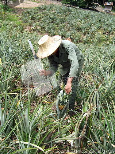 Image of Farm worker