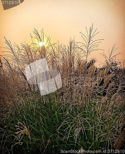 Image of Reed At Sunset