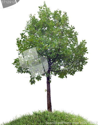 Image of Oak Tree Cutout