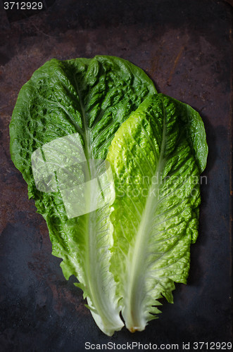 Image of romaine lettuce