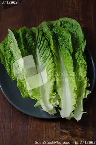 Image of romaine lettuce