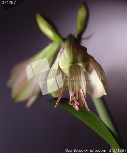 Image of white lily on green stalk