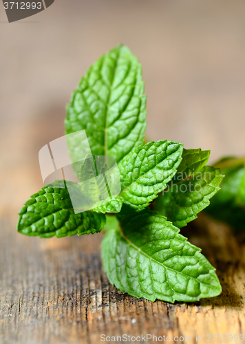 Image of Fresh peppermint leaves