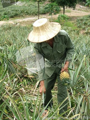 Image of Pineapple plantation