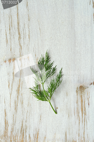 Image of bunch of fresh  dill 