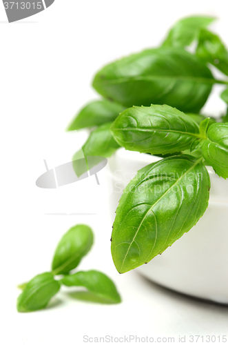Image of Fresh basil leaves