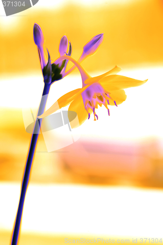 Image of Orange Flower