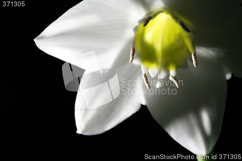 Image of Flower - Torch