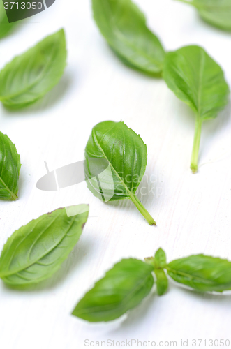 Image of Fresh basil leaves