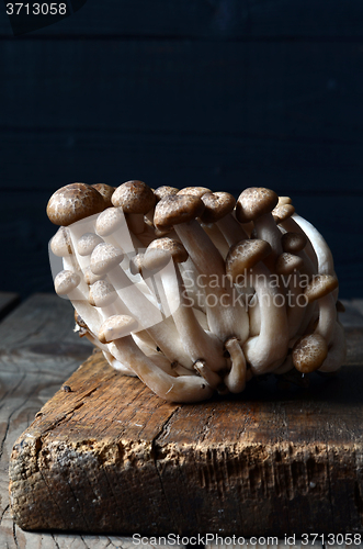 Image of Shimeji mushrooms on wood