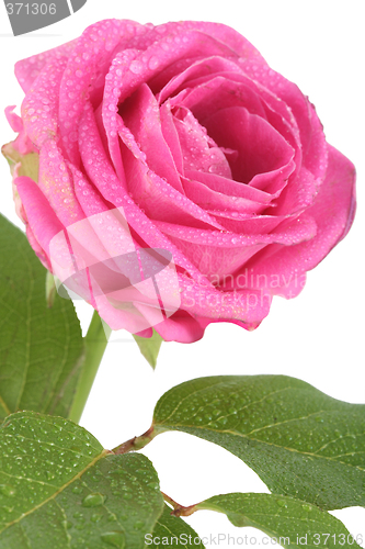 Image of Flower Rose