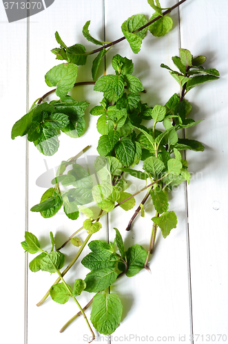 Image of Fresh peppermint leaves