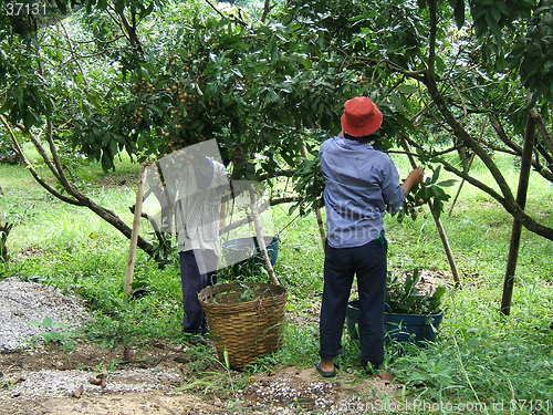 Image of Fruit plantation