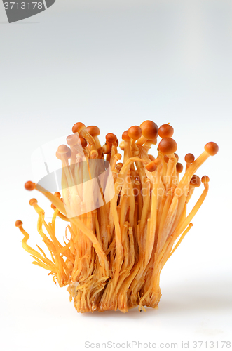 Image of Shimeji mushrooms on white