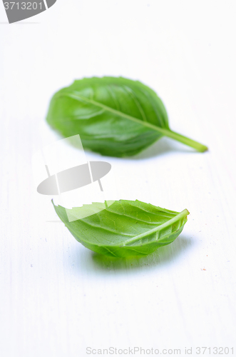 Image of Fresh basil leaves