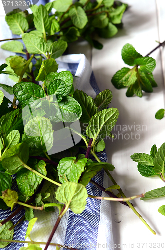 Image of Fresh peppermint leaves