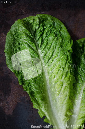 Image of romaine lettuce