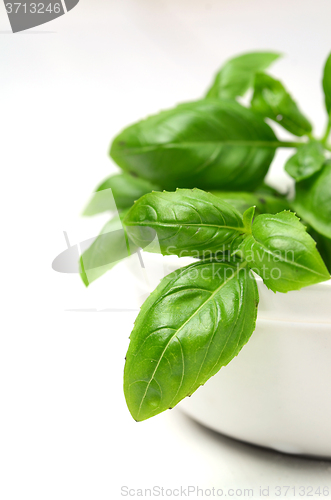 Image of Fresh basil leaves