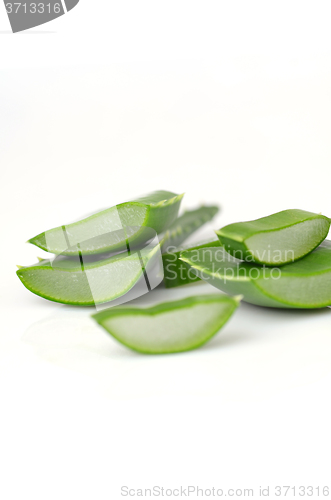 Image of Aloe vera leaves 