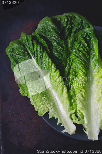 Image of romaine lettuce