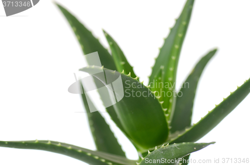 Image of Aloe vera leaves 