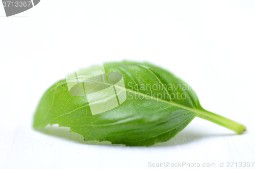 Image of Fresh basil leaves