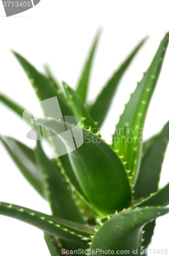 Image of Aloe vera leaves 